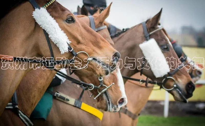 贝博bb平台体育网页版慧博云通贺州市运动会：活力与文化的共舞